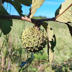 Annona dioica (Annona dioica)