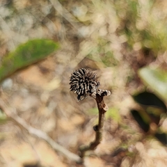 Annona dioica (Annona dioica)
