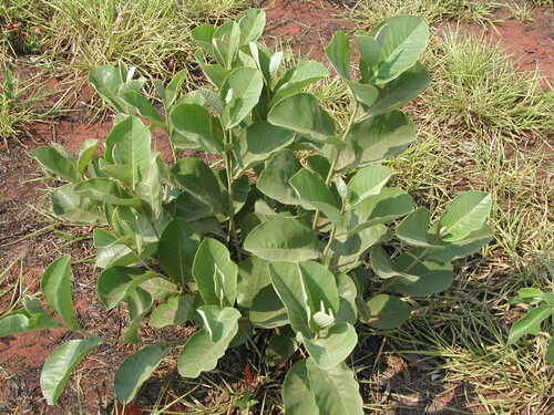 Annona dioica (Annona dioica)