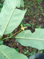 Annona exsucca (Annona exsucca)