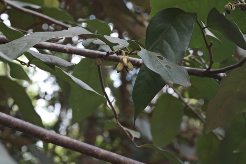 Annona exsucca (Annona exsucca)
