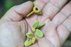 Annona exsucca (Annona exsucca)
