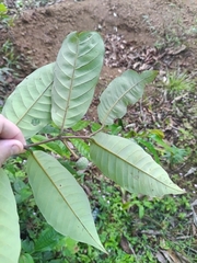 Annona exsucca (Annona exsucca)