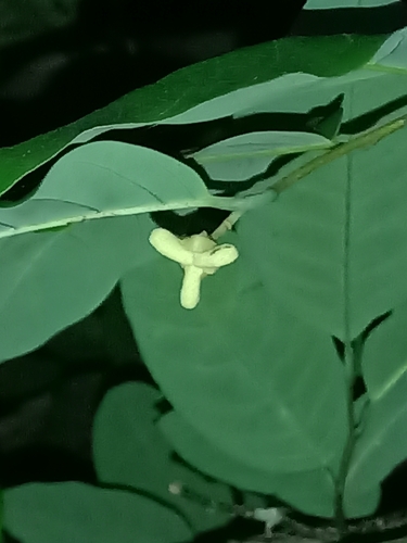 Annona exsucca (Annona exsucca)