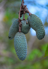 Annona hypoglauca (Annona hypoglauca)