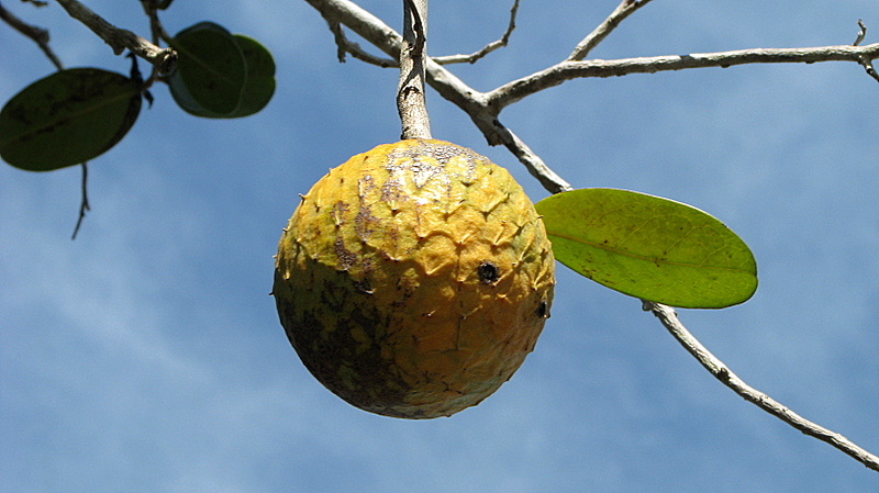 Annona impressivenia: A common species in the restinga area of Bahia, Brazil.