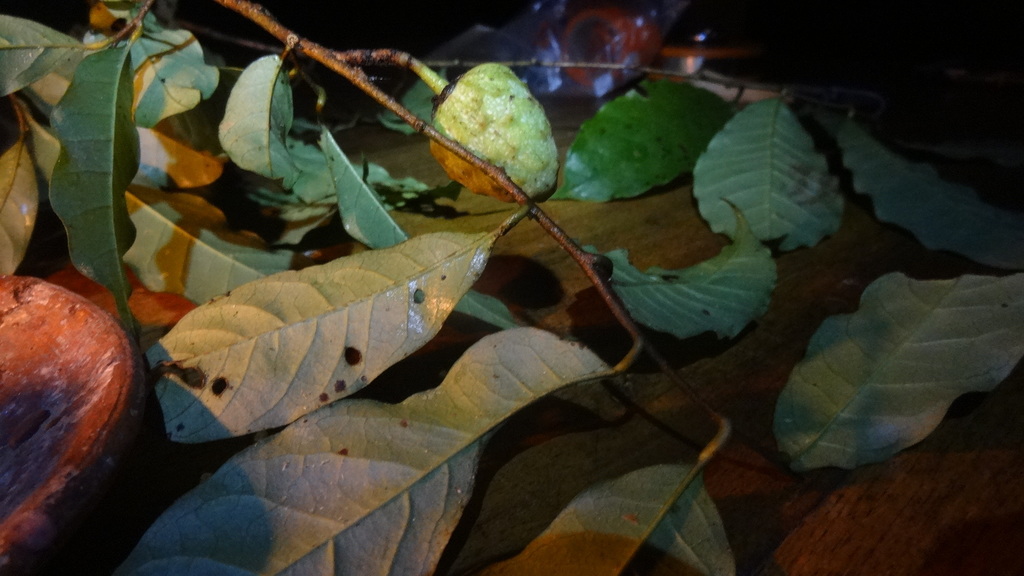 Annona manabiensis (Annona manabiensis)