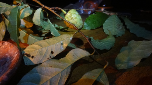 Annona manabiensis (Annona manabiensis)