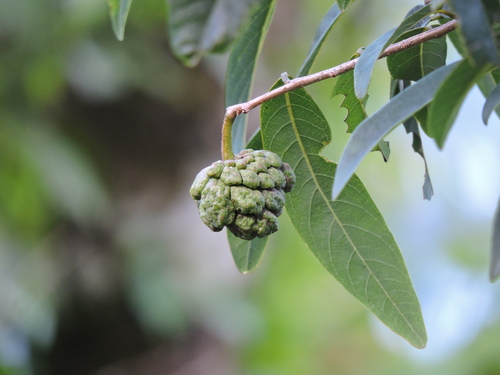 Annona maritima (Annona maritima)