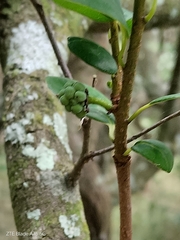 Annona maritima (Annona maritima)