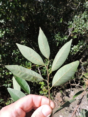 Annona maritima (Annona maritima)