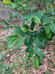 Annona maritima (Annona maritima)