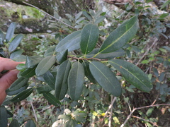 Annona maritima (Annona maritima)