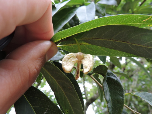 Annona maritima (Annona maritima)