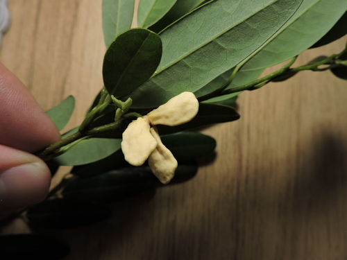 Annona maritima (Annona maritima)