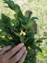 Annona maritima (Annona maritima)
