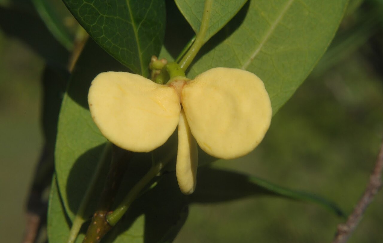 Annona maritima: Nombre vulgar: "Araticum da praia"Fotos tomadas en bosque psamófilo en el Parque Nacional Cabo Polonio, departamento de Rocha