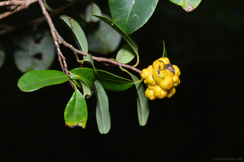 Annona maritima (Annona maritima)