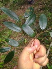 Annona maritima (Annona maritima)