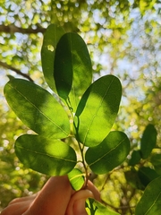 Annona maritima (Annona maritima)