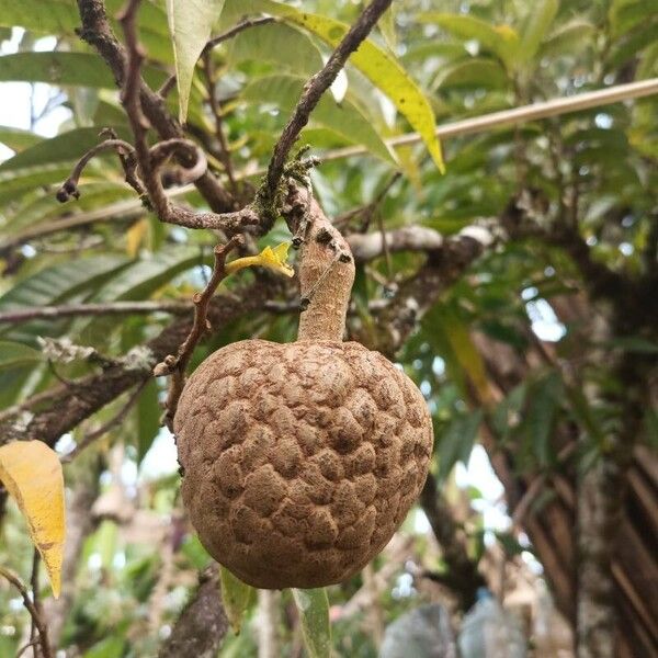 Annona micrantha (Annona micrantha)