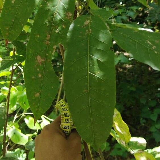 Annona micrantha (Annona micrantha)