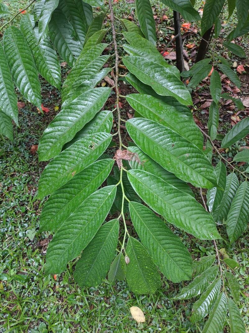 Annona micrantha (Annona micrantha)