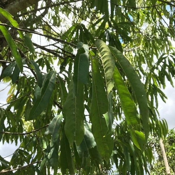 Annona micrantha (Annona micrantha)