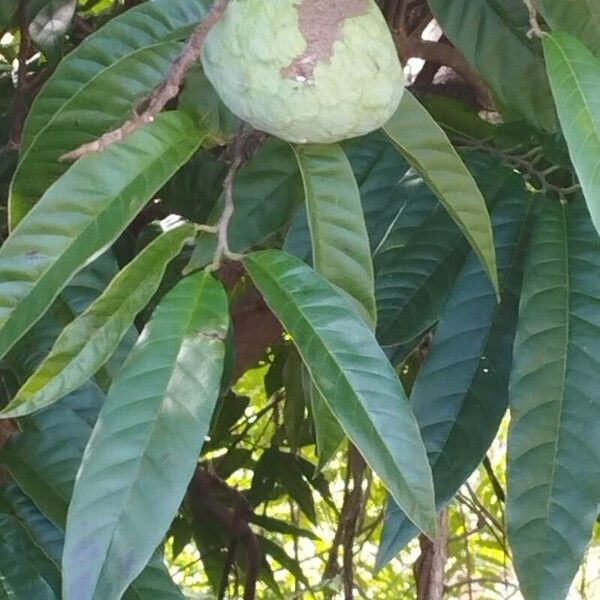 Annona micrantha (Annona micrantha)