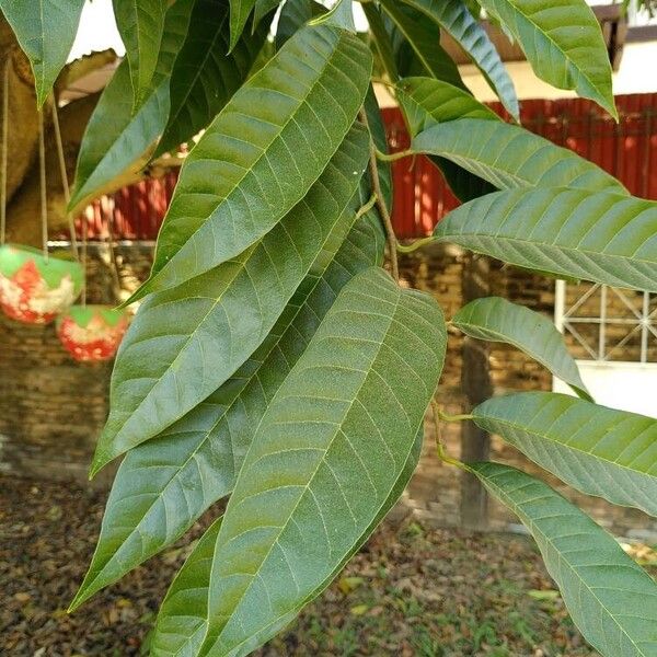 Annona micrantha (Annona micrantha)