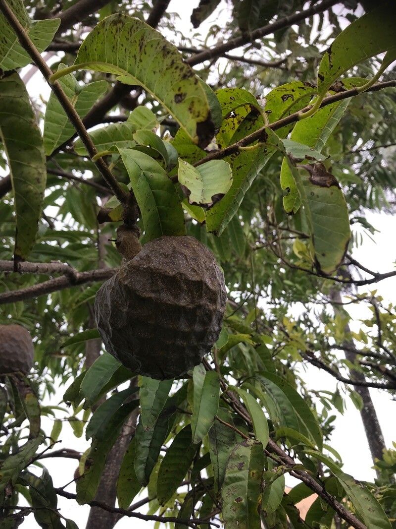 Annona micrantha (Annona micrantha)
