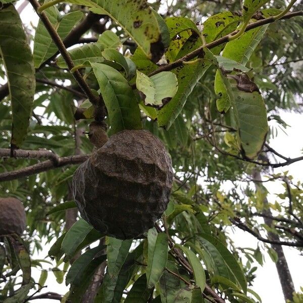 Annona micrantha (Annona micrantha)