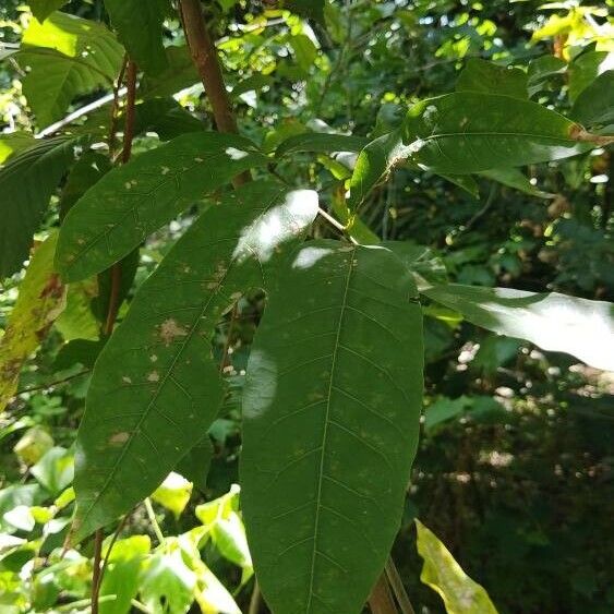 Annona micrantha (Annona micrantha)