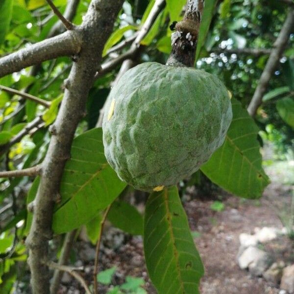 Annona micrantha (Annona micrantha)