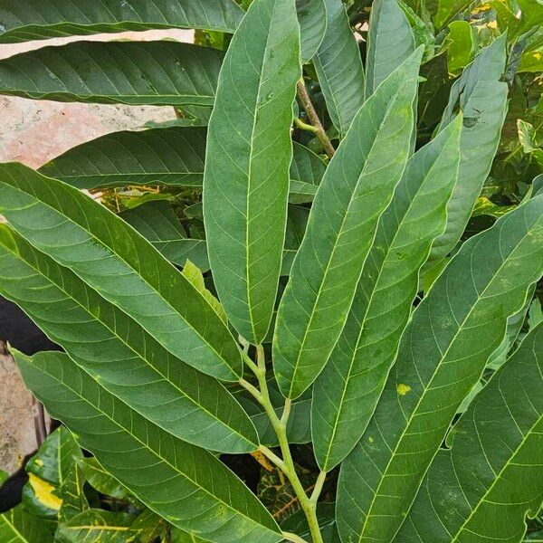 Annona micrantha (Annona micrantha)