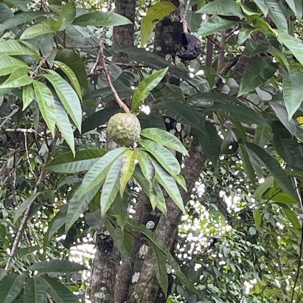 Annona micrantha (Annona micrantha)