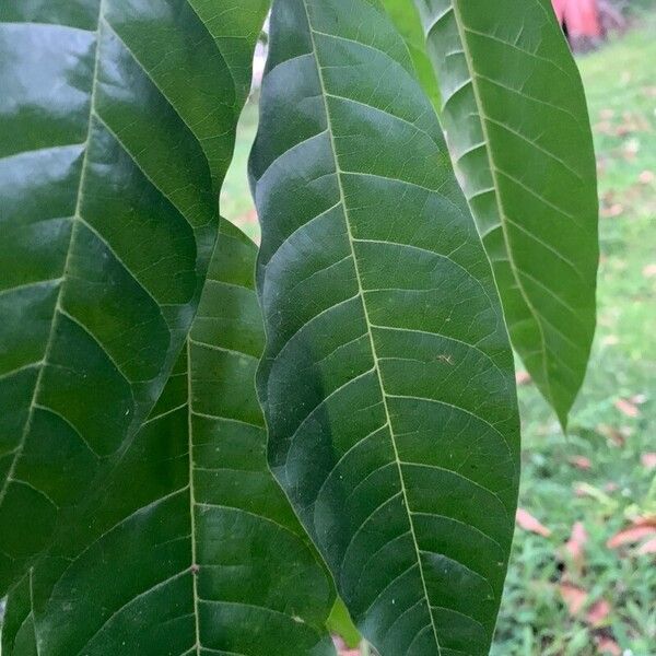 Annona micrantha (Annona micrantha)