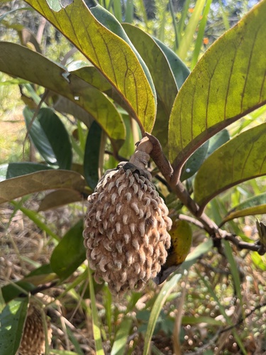 Annona monticola (Annona monticola)