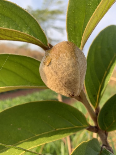 Annona monticola (Annona monticola)