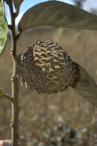 Annona monticola (Annona monticola)