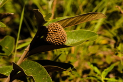 Annona monticola (Annona monticola)