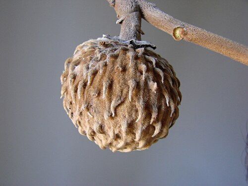 Annona monticola: Annona monticola - ANNONACEAE UNB - Brasilia - DF - Brasil.