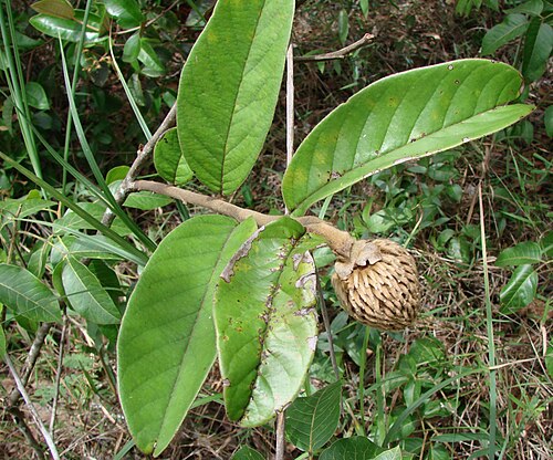 Annona monticola: Annona monticola - ANNONACEAE Jardim Botânico de Brasília - Distrito Federal - Brasil.