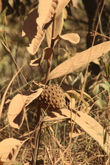 Annona monticola (Annona monticola)