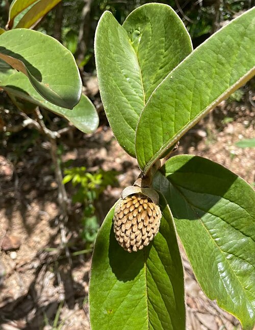 Annona monticola: Registro de Annona monticola em Parque Nacional de Brasília.