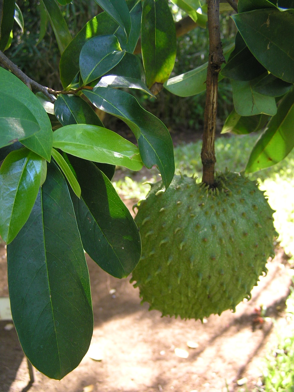 Soursop: Soursop fruit ( Annona muricata ). Photograph taken at the Jardin d'Éden botanical park, Saint-Gilles les Bains ( commune of Saint-Paul ), Réunion Island (India