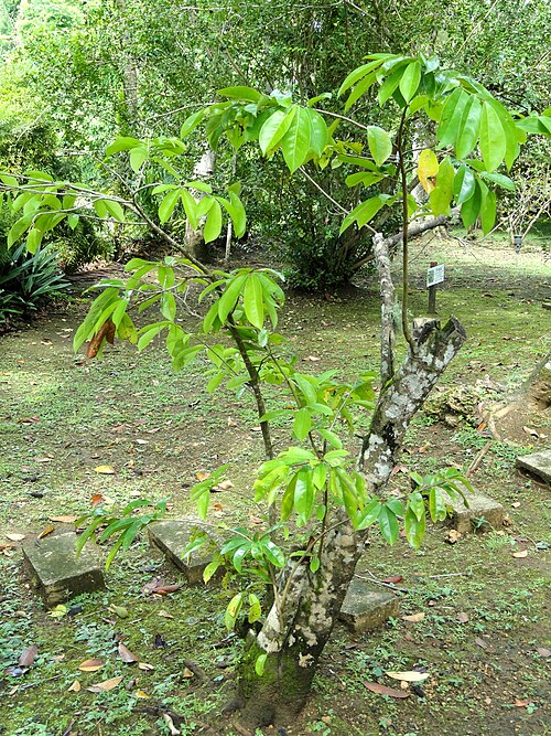 Soursop: Botanical specimen in Sankyo Garden, Guam, USA.