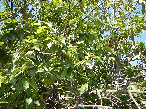 Soursop: Annona muricata Soursop Guyabano (Philippines) in Barangay Cacutud, Mabalacat, Pampanga .