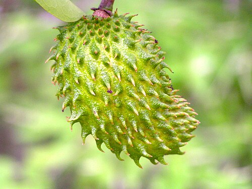 Soursop: Soursop