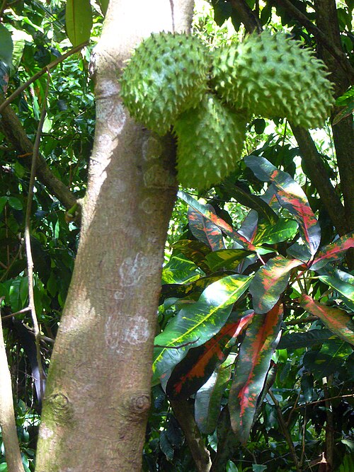 Soursop: Annona muricata ( Soursop ) - tree with fruits